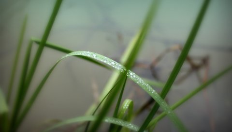 трава, зелень, вода, капли