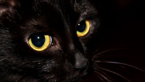 Кошка, черный, глаза, котенок