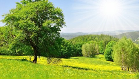 Природа, зелень, лес, деревья, солнце