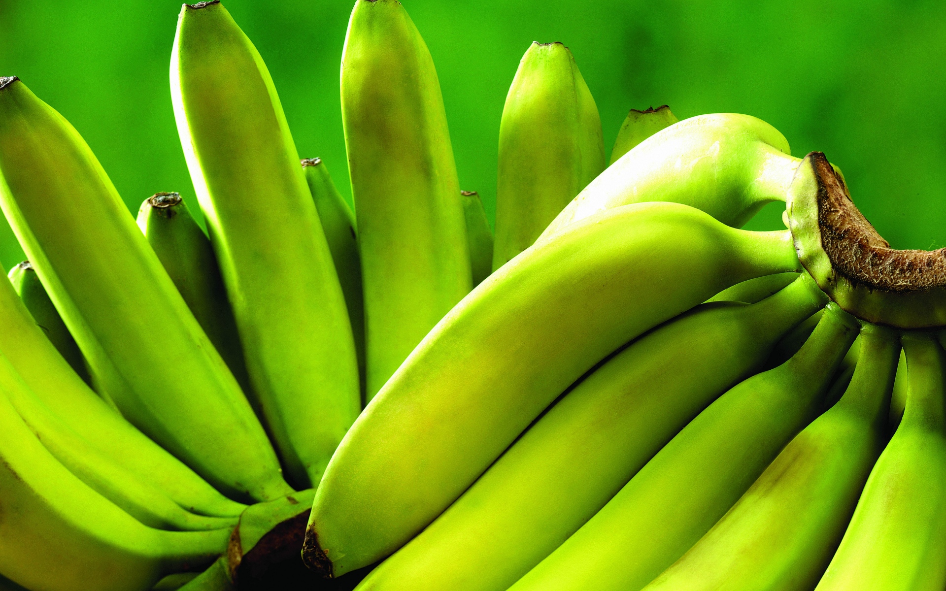 Зеленые бананы. Большие зеленые бананы. Бананы зеленые Сибирские. Робуста банан. Банан это трава фрукт овощ или ягода