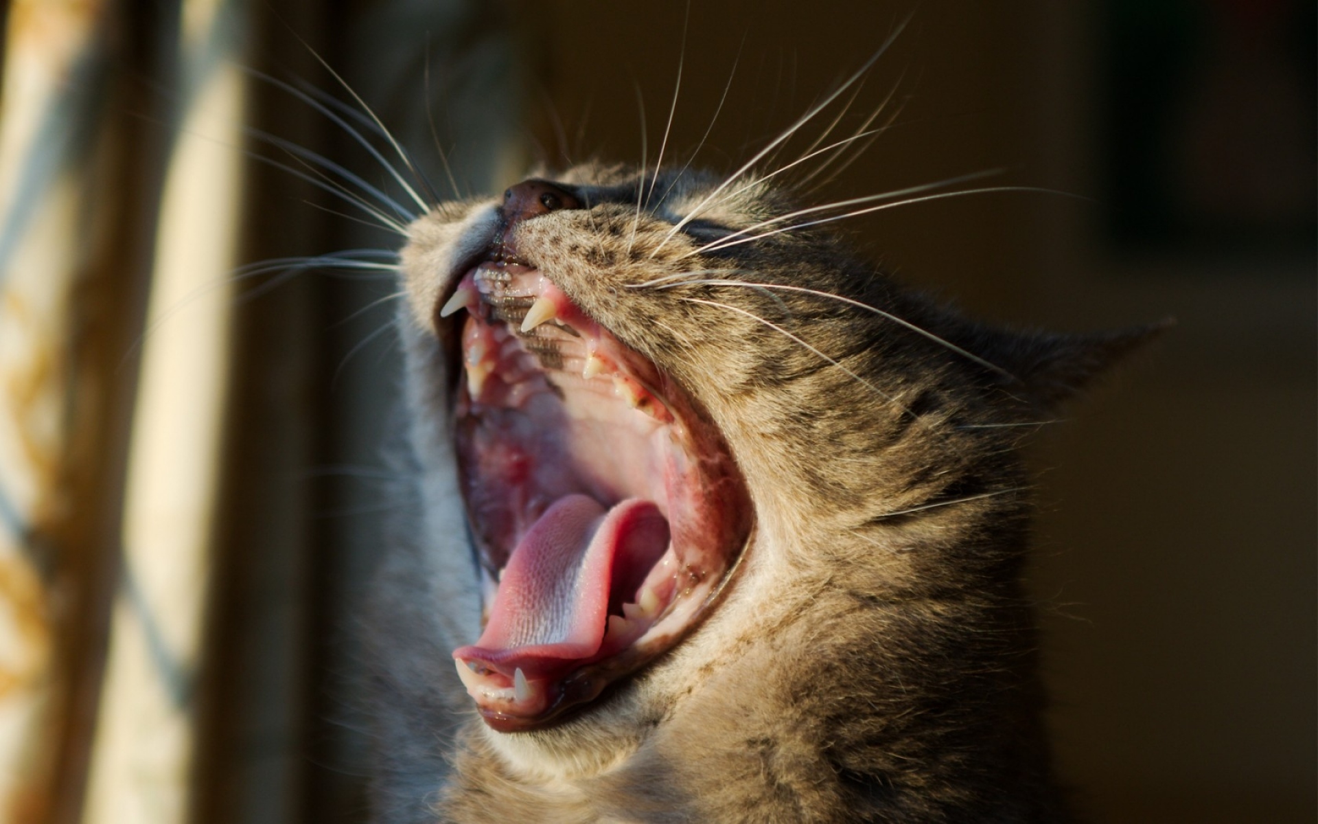 Кошки нюхают ртом. Кошка зевает.