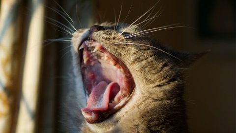 Кошка, зевая, рот, усы, голова