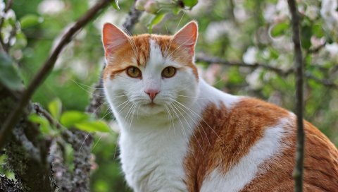 Кот, дерево, сидеть, скрыть, посмотреть