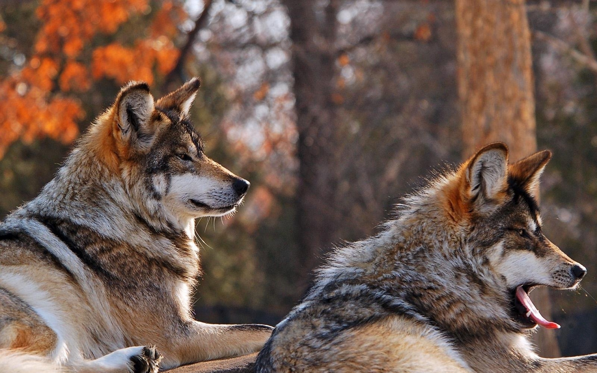 Картинки животных волк. Волки. Фото Волков. Красивый волк. Большие волки.