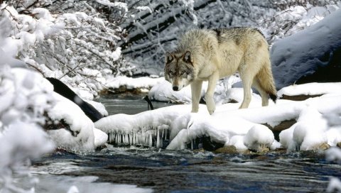 Вода, река, снег, весна, волк