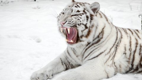 Белый тигр, снег, хищник, рот, кот, тигр