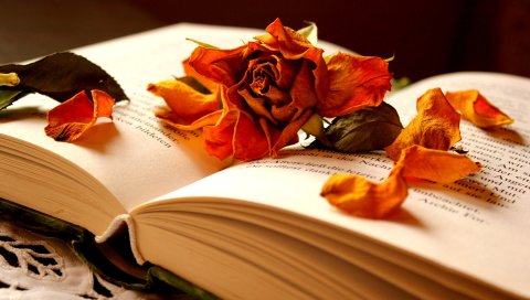Книга, цветок, роза, сухая, лепестки