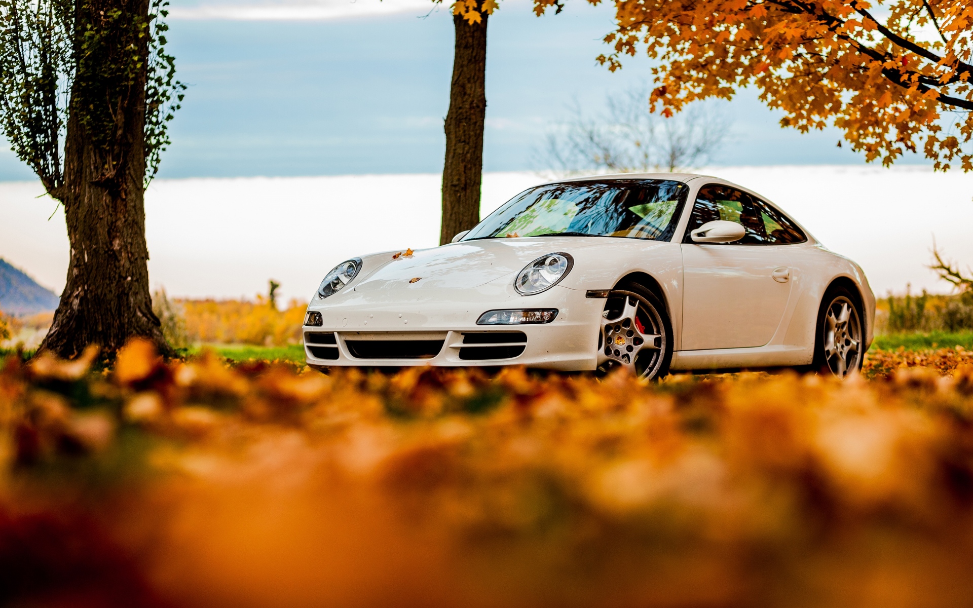 Картинки Деревья, осень, 911, белый, porsche, небо, листья фото и обои на рабочий стол