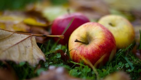 питание, фрукты, яблоки, осень, трава
