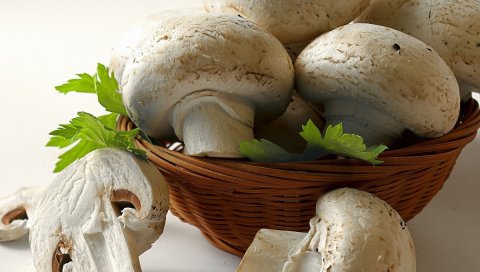 грибы, корзина, вкусная