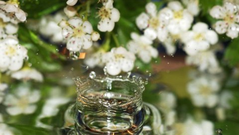 цветы, вода, капли