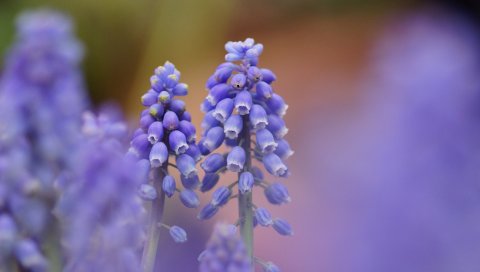 мускарей , синий, цветы, фокус, природа