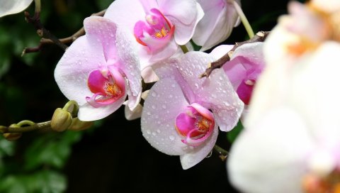 орхидеи, экзотические, падение