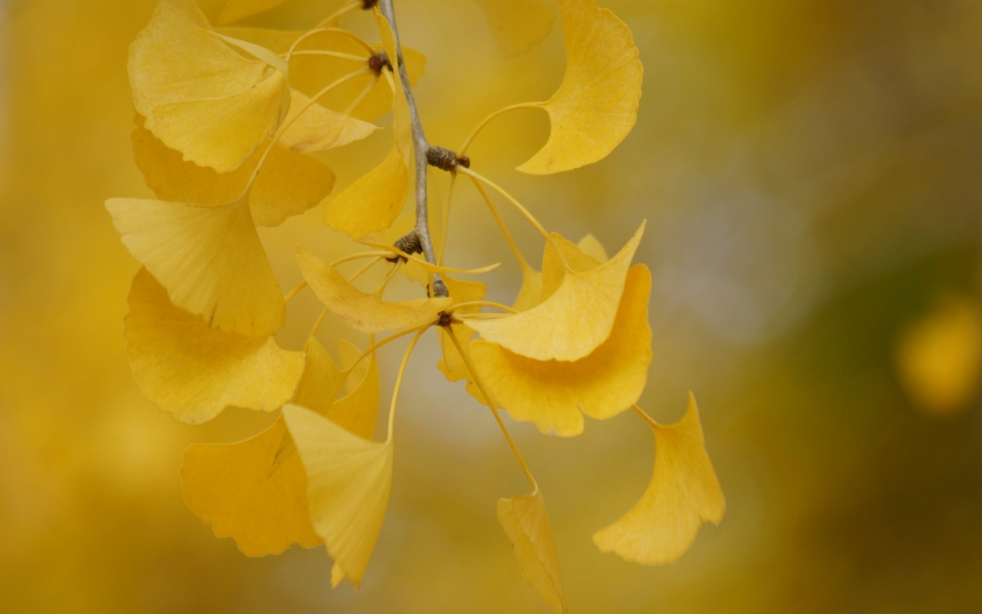 Картинки листья, осень, ветви, вырезанные, желтые фото и обои на рабочий стол