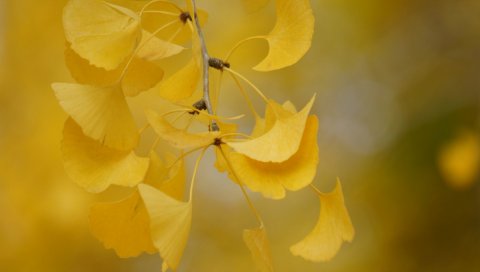 листья, осень, ветви, вырезанные, желтые