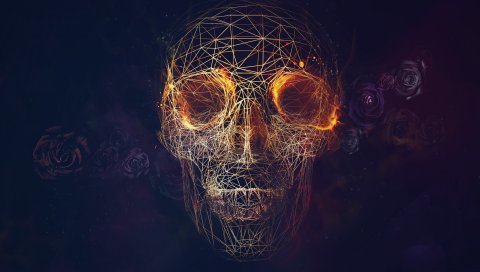череп, линия, розы, геометрия