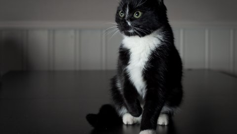 Черная кошка, белый лапами, ребенок