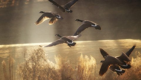 утки, птицы, природа, летающие