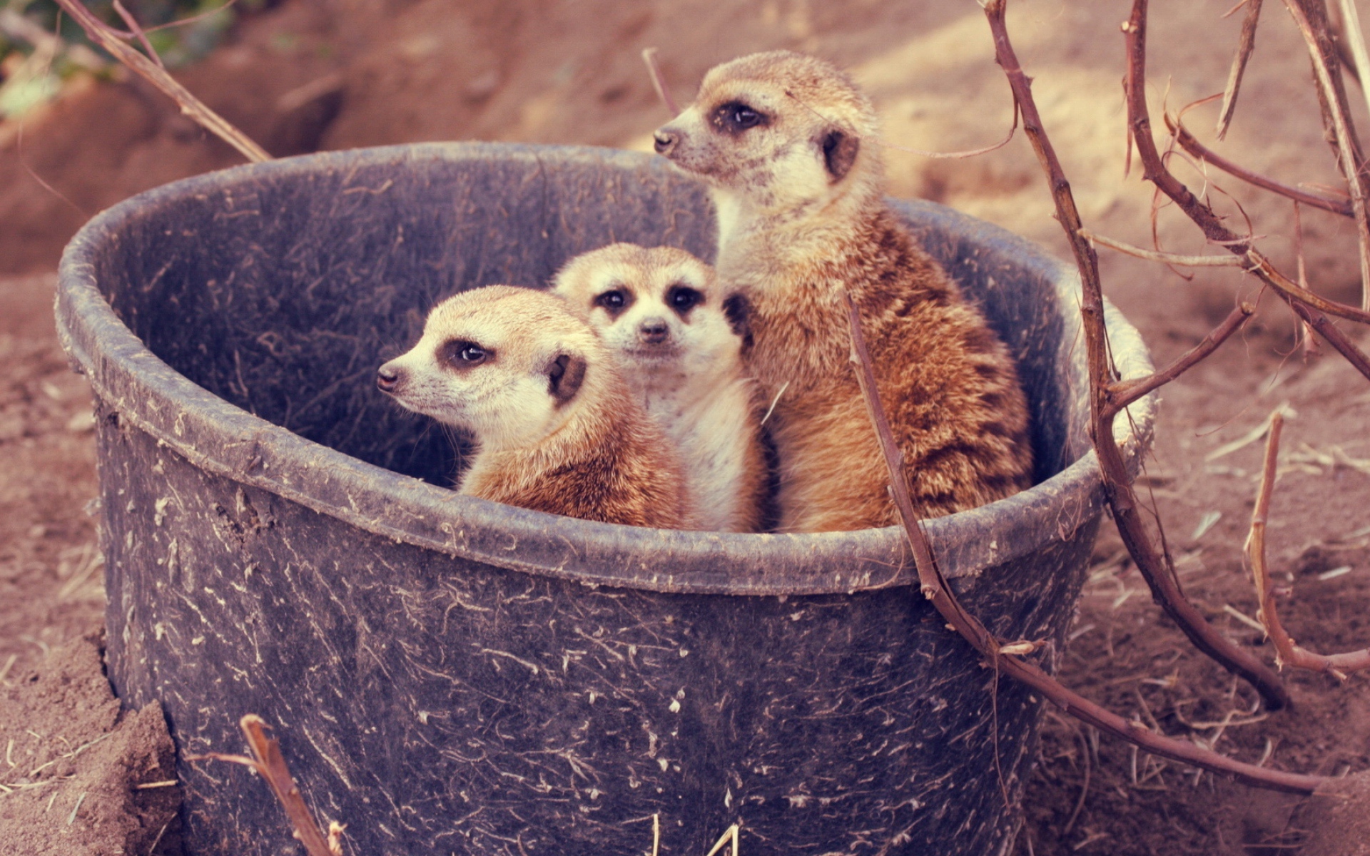 Картинки Meerkats, фото и обои на рабочий стол