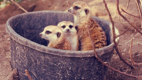 Meerkats,