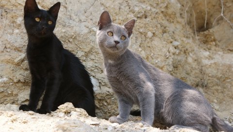 рок, кошки, котята, песок