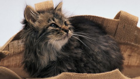 сетка мешок, котенок, лежал