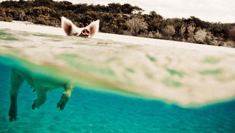 свинья, вода, плавать