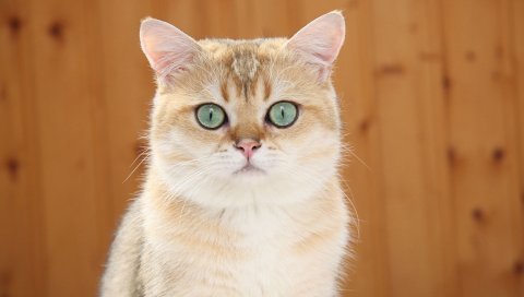 рыжий кот, синий глаза,