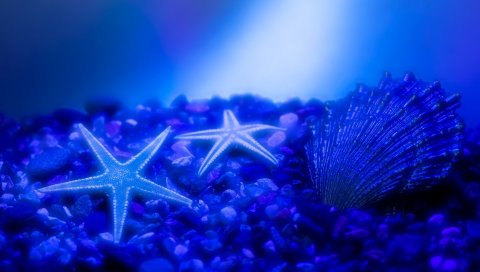 ракушки, морские звезды, подводная