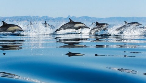 прыгать, поверхность воды дельфины