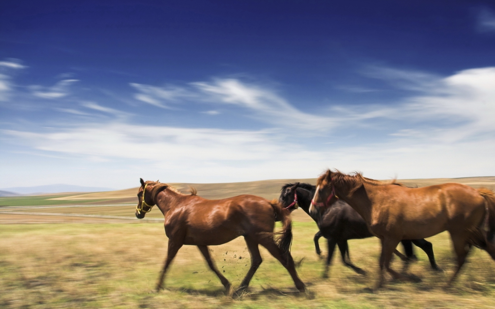 Картинки лошадь, луг, скорость фото и обои на рабочий стол