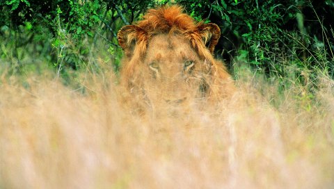 лев, трава, ожидая