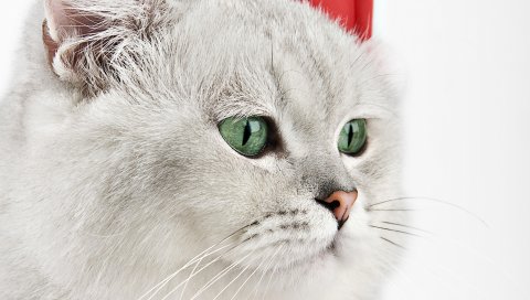 круглой морды, кошка,Усы