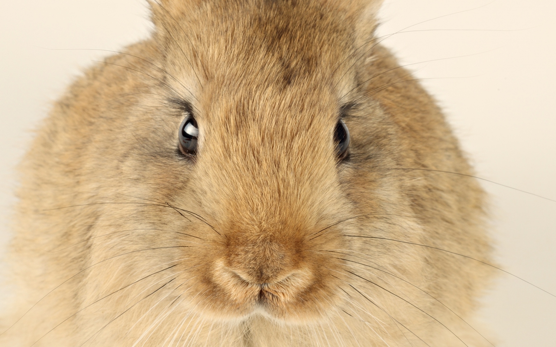 Картинки кролик, лицо, уши, усы фото и обои на рабочий стол