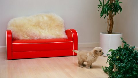 красный диван,