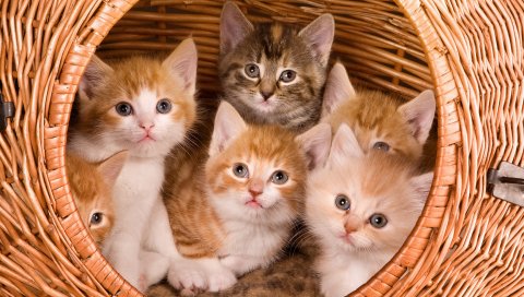 котята, большая корзина, дети