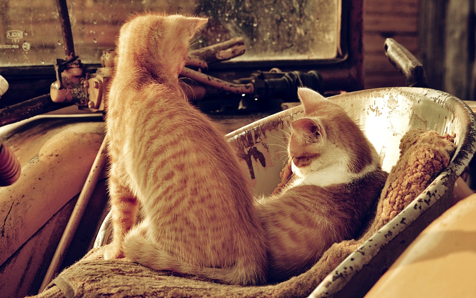 Картинки котята, коричневый ковер, фото и обои на рабочий стол