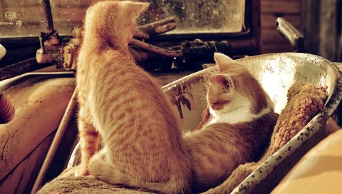 котята, коричневый ковер,