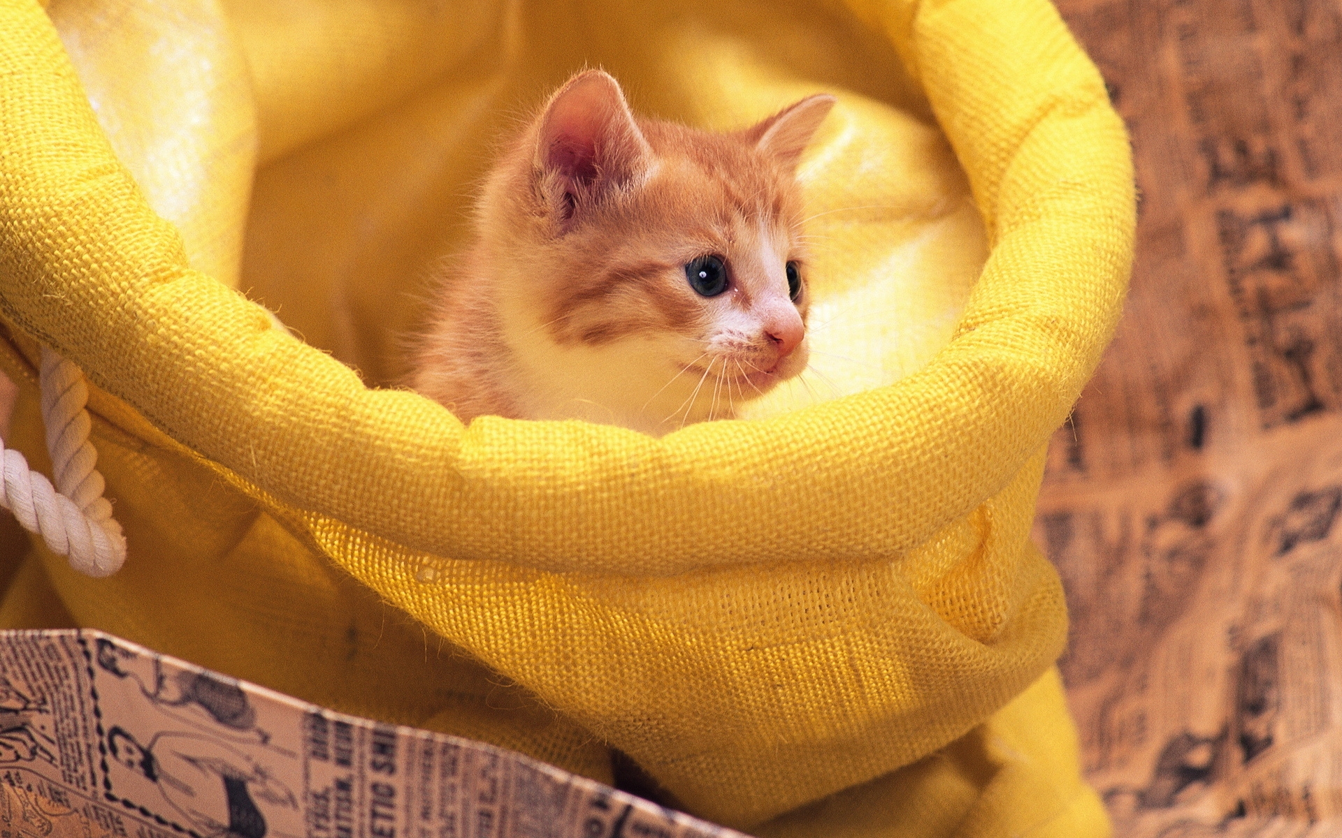 Котенок на желтом фоне