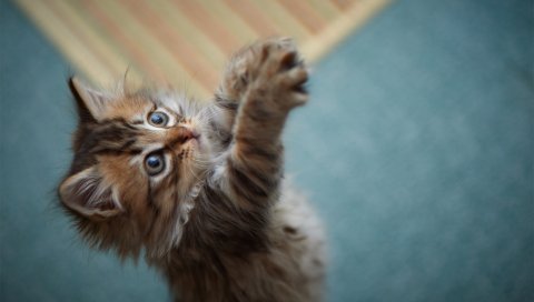 котенка, игры, лапы, мех, пушистый