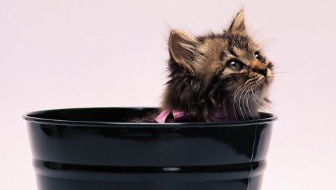 котенок, горшок, пушистый, лук