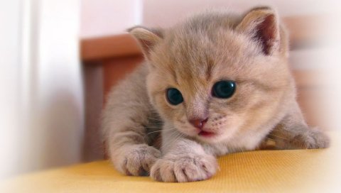 котенок, взгляд, милый