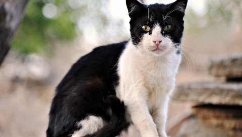 кошку, на улицу, сидеть, усы, лицо