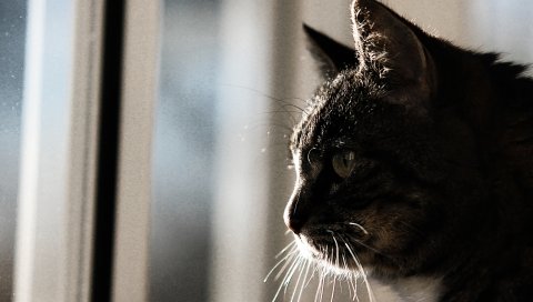 кота, лицо, профиль, усы