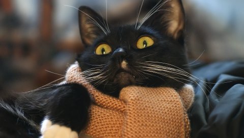 кошка, лицо, шарф