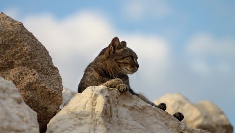 кошка, скалы, лежа, усталость