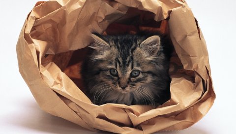 кота, бумажный мешок, пушистый