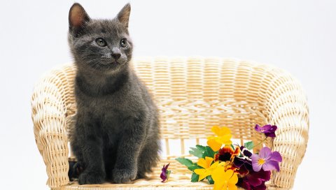 кот, фиалка, стул