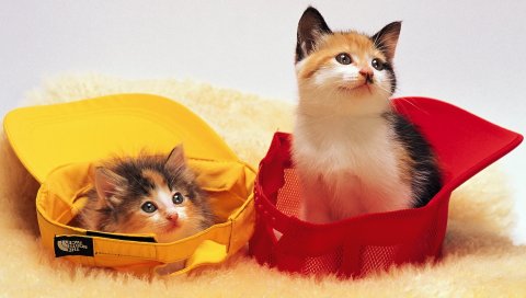 крышка, котята, лежат