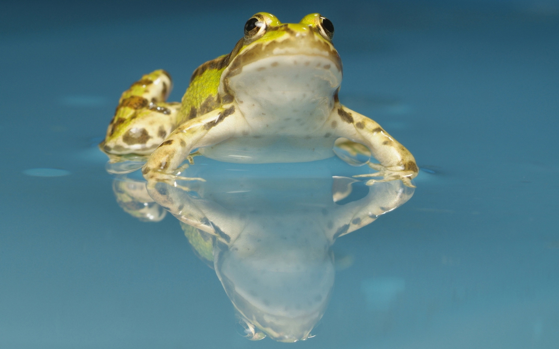 Картинки жаба, вода, пятно фото и обои на рабочий стол